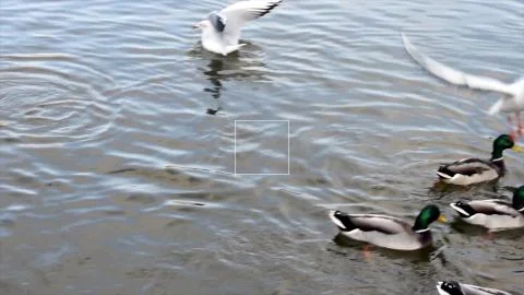 Ducks Swim Close Up. Stock Photos