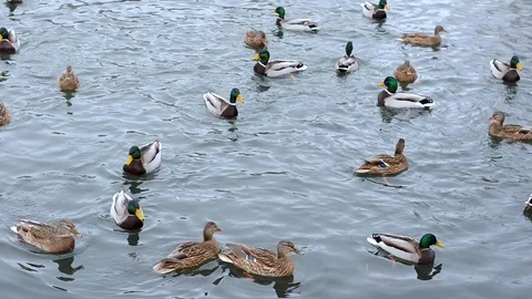 Ducks swim close up, winter cold time Stock-Footage 99833641