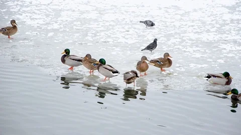 Ducks swim close up, winter cold time Stock-Footage 99833698