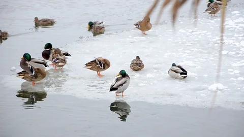 Ducks swim close up, winter cold time Stock Footage 99833785