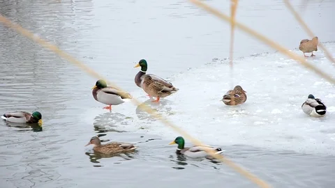 Ducks swim close up, winter cold time Stock-Footage 99833854