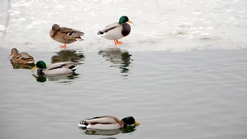 Ducks swim close up, winter cold time 動画素材 99833885