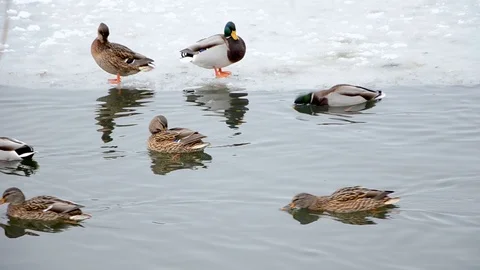 Ducks swim close up, winter cold time 動画素材 99833906