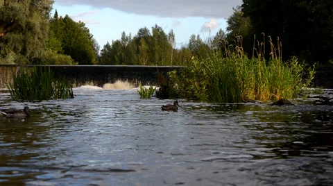 Ducks swim in the dam Stock Footage 47963600