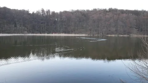 Ducks swim fast Stock Footage 139721798