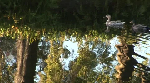 Ducks swim by 스톡 동영상 492539