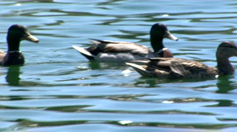 Ducks swim Stock-Footage 720935