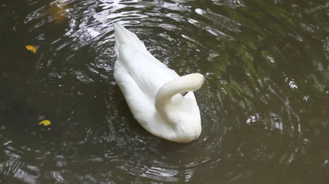 Ducks swim 스톡 동영상 29172571