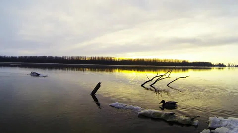 Ducks swim Video stock 34682223