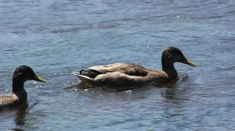 Ducks Swim By 스톡 동영상 52756785