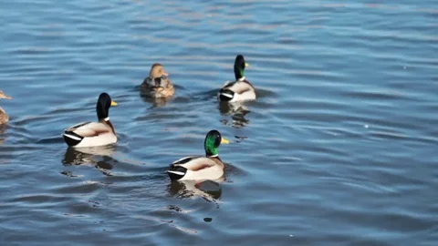 Ducks swim Stock Footage 71767421