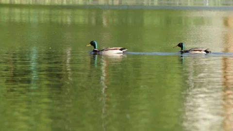 Ducks swim 库存影片 91178627
