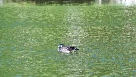 Ducks swim Stock Footage 138348226