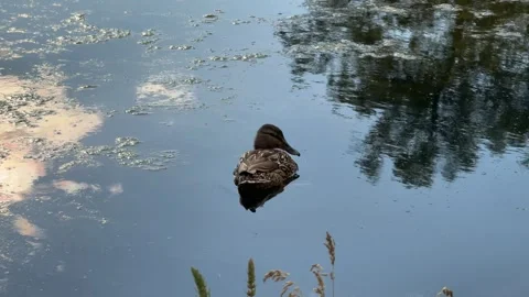 Ducks swim 動画素材 279026568