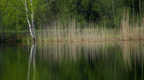 Ducks swim in forest lake. Video stock 38765852