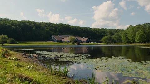 Ducks swim &amp; glide across tranquil pond at farm with large blue horse stables Stock Footage 117725499