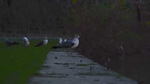 Ducks swim gracefully in a tranquil river Stock Footage 313750995