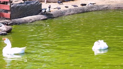 Ducks swim in the lake Stock Footage 90253224