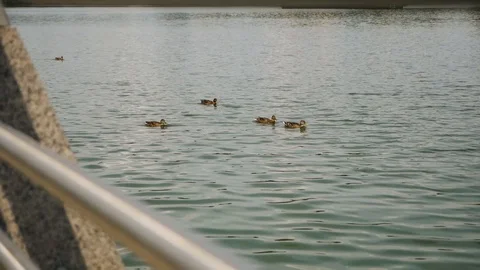 Ducks swim in the Lake Stock Footage 94570508