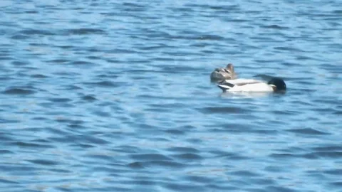 Ducks swim in the lake Stock Footage 95076781