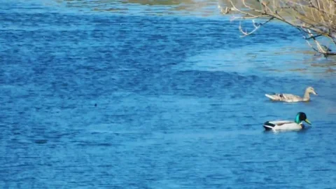Ducks swim in the lake Stock Footage 95076908