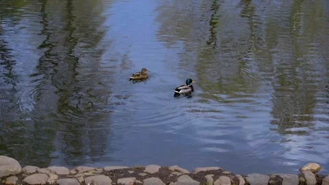 Ducks swim in the lake Stock Footage 95283858