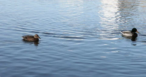 Ducks swim on the lake Stock-Footage 97996847