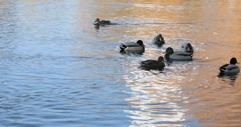Ducks swim on the lake Stock Footage 97997381