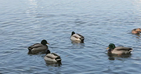 Ducks swim on the lake Stock Footage 97997665