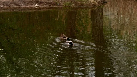 Ducks swim in the lake. Stock Footage 117535533