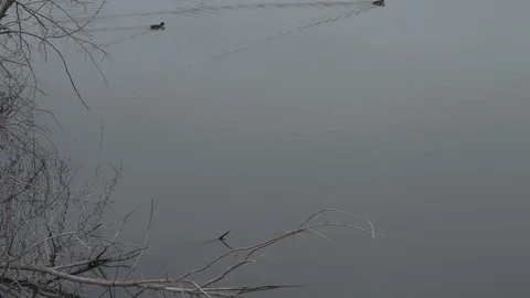 Ducks swim in the lake Stock Footage 123433893