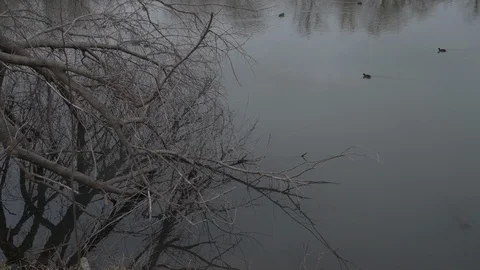 Ducks swim in the lake Stock Footage 123435124