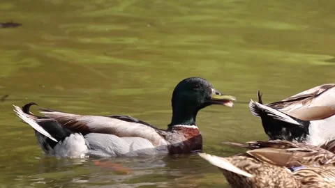 Ducks swim on the lake 動画素材 133457043