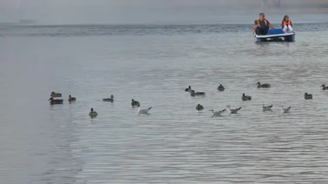 Ducks Swim on the Lake Stock Footage 134284766