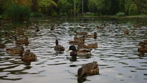 Ducks swim in the lake Stock Footage 145557692