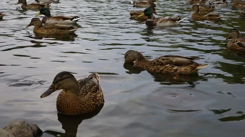 Ducks swim in the lake Stock Footage 145557703