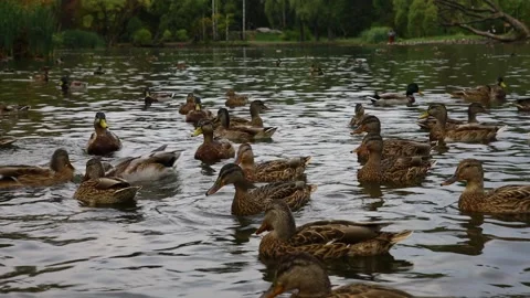 Ducks swim in the lake Stock Footage 145557734