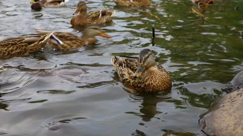 Ducks swim in the lake Stock Footage 145557741