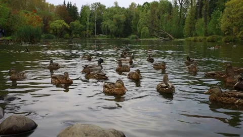 Ducks swim in the lake Stock Footage 145557762