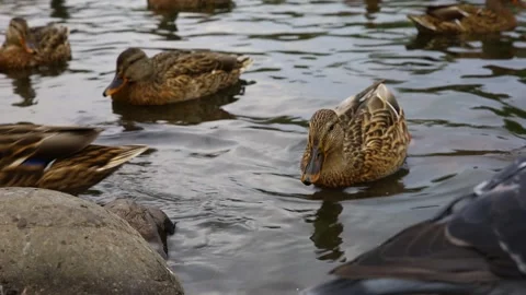 Ducks swim in the lake Stock Footage 145557765