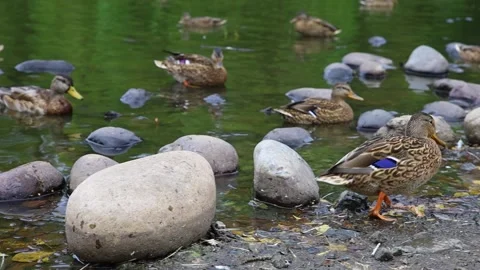 Ducks swim in the lake Stock Footage 145557770