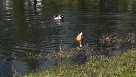 Ducks swim in the lake Stock Footage 220484976