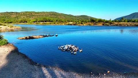 Ducks swim in the lake Stock Footage 279965591