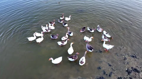 Ducks swim in the lake Stockbeeldmateriaal 279965605