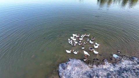 Ducks swim in the lake Stock Footage 279965626