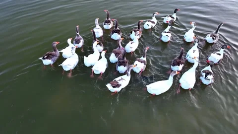 Ducks swim in the lake Stock Footage 279965678