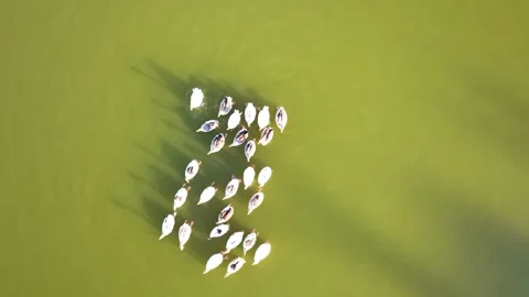 Ducks swim in the lake Vídeo Stock 279965717