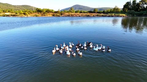 Ducks swim in the lake Video stock 279965793