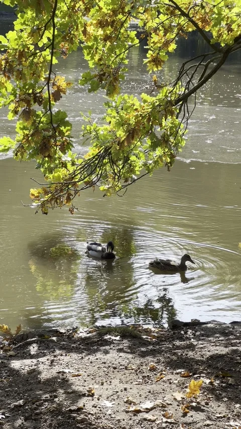 Ducks swim in the lake. Vertical format video. 4K. Stock Footage 218615812