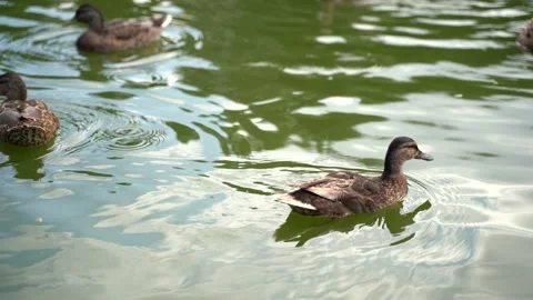 Ducks swim in the lake while someone throws bread into the water and feeds them Stock Footage 161905496